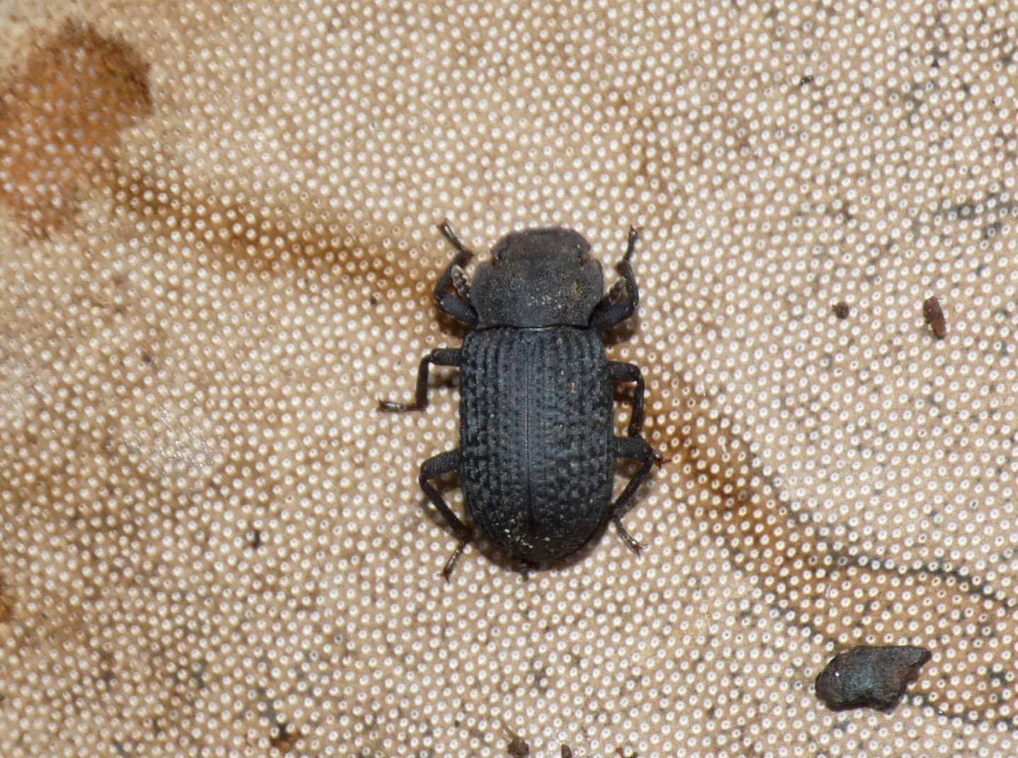 Tenebrionidae amante dei funghi: Bolitophagus reticulatus